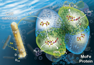 Next-generation ammonia tech: biohybrid nanoparticles